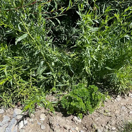 Hotel Boutique Chandolin