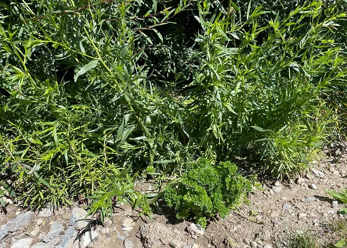 Hotel Boutique Chandolin